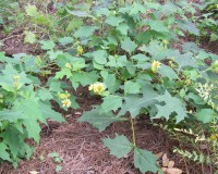 polymnia uvedalia ab.jpg